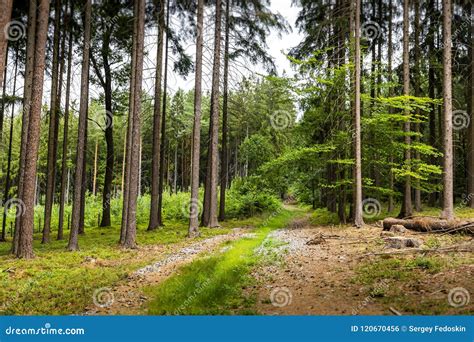 Summer Forest in Czech Republic. Stock Photo - Image of mossy, beskydy ...