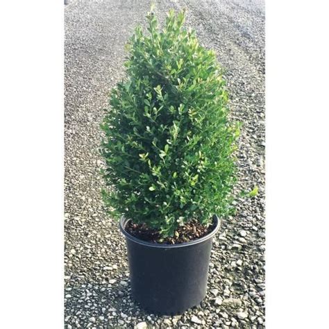 Flowerwood 25 Gal Compacta Japanese Hollyilex Evergreen Shrub