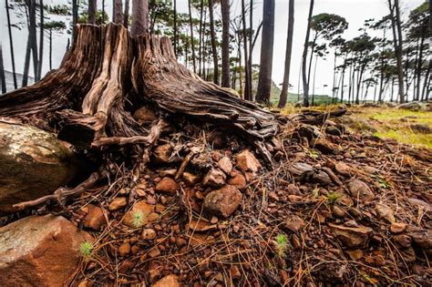 Rvores Natureza E Meio Ambiente Toco Na Floresta Para