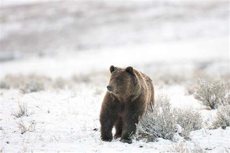 Grizzly Bear In Snow Photo, Grizzly Bear In Snow photos, Natural ...