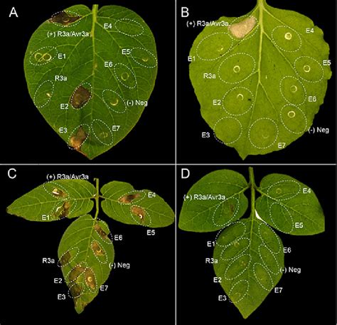 Examples Of Agroinfiltration In Potato And N Benthamiana Plants