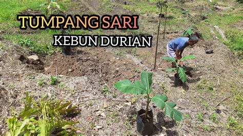 Penanaman Pisang Sebagai Tumpang Sari Di Kebun Durian Youtube