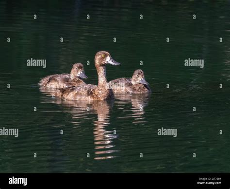 Lesser Scaup Female And Chicks In Alaska Stock Photo Alamy