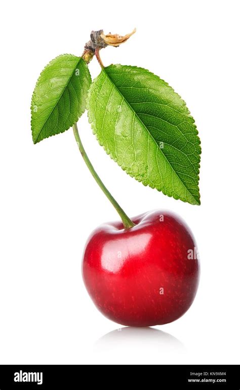 Red Cherry With Leaves Isolated On A White Background Stock Photo Alamy