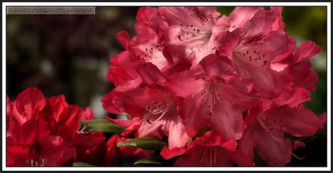 Not Your Garden Variety Episode: Toxic Plants – Horrific History Podcast