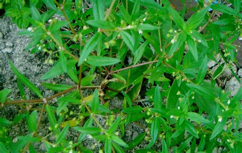 Herbal Rumput Lidah Ular Obat Alami Tumor Dan Kanker Pencernaan