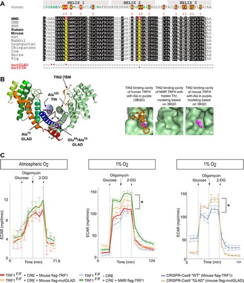 Naked Mole Rat Trf Safeguards Glycolytic Capacity And Telomere