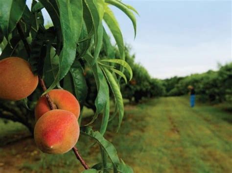 Как правильно посадить персик косточкой