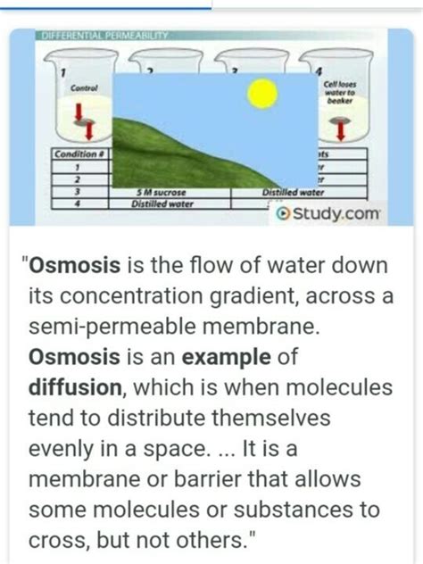 Osmosis Examples In Real Life