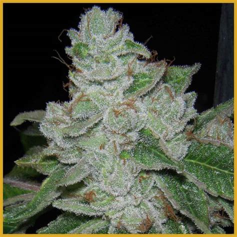 Semillas De Marihuana Regulares Face Off Og Bx De Archive Seed Bank