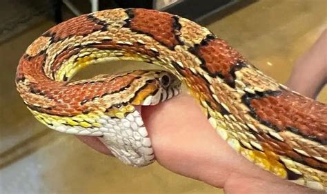 Do Corn Snakes Bite A Guide To Why They Bite Prevention And Cure