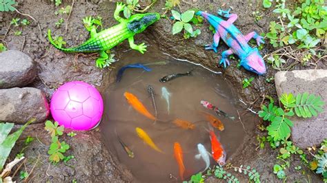 Wadidaw Dapat Ikan Cupang Warna Warni Ikan Molly Balon Lucu Ikan Mas