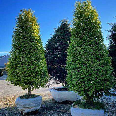 Danica Globe Thuja Arborvitae Artofit