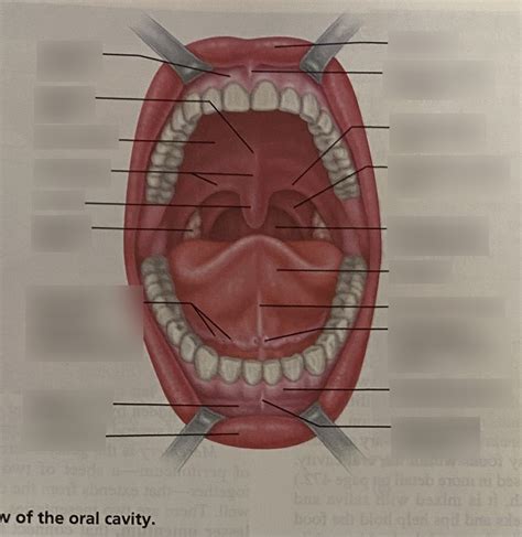 BIO 228 Oral Cavity Diagram Quizlet