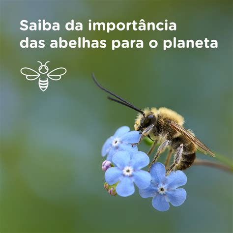 Saiba Da Import Ncia Das Abelhas Para O Planeta Propovets