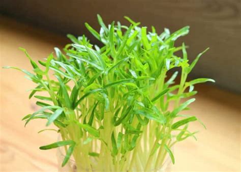 Spinach Microgreens 101 Benefits And How To Grow Clean Eating Kitchen