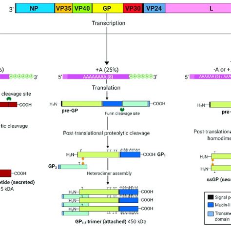 Glycoprotein Gp Gene Editing In Ebola Virus Ebov Highlighted In