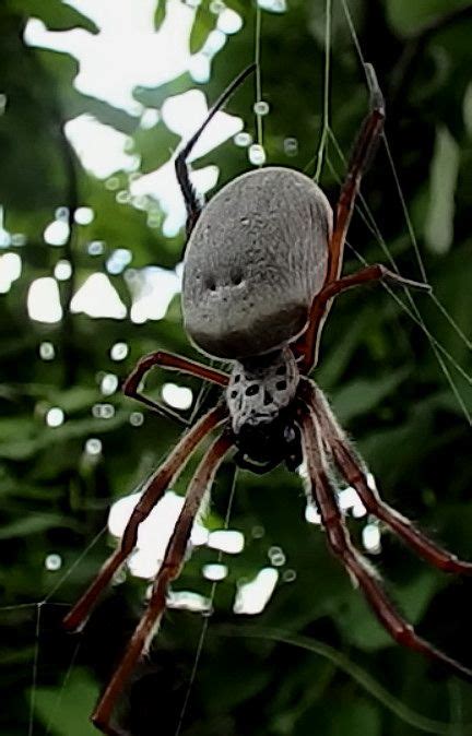 This Very Large Spider Lives In A White Cedar Tree Near My House The