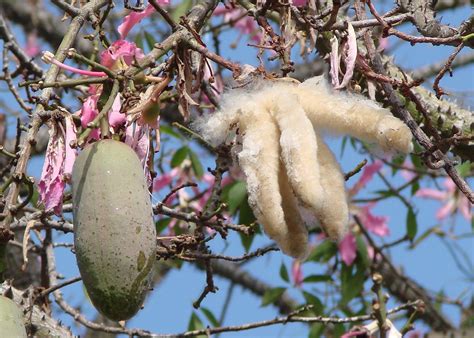 Silk Floss Tree Fruit