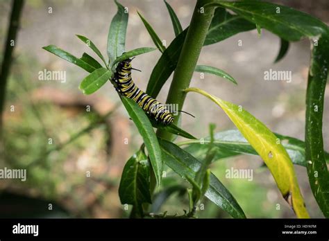 Caterpillar Stage Of The Monarch Butterfly Danaus Plexippus Feeding On