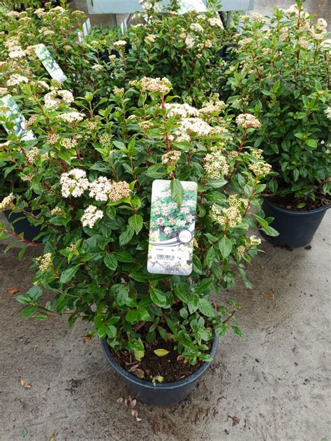 Viburnum Tinus Sneeuwbal Op Op