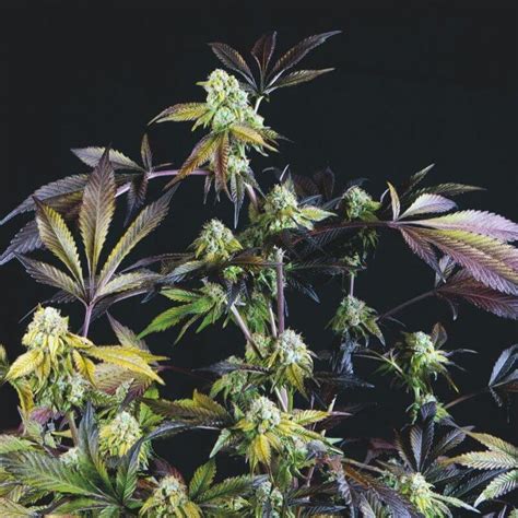 Sunset Sherbet - Feminized - Southern Oregon Seeds