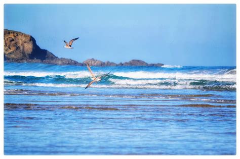 Seagulls Sea Surf Free Photo On Pixabay Pixabay