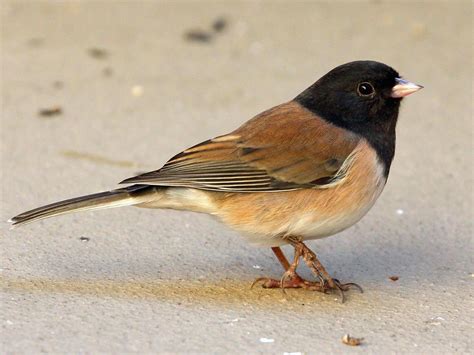 Dark-eyed Junco - NestWatch