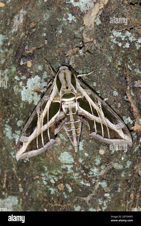 Insect Vine Hawkmoth Hi Res Stock Photography And Images Alamy