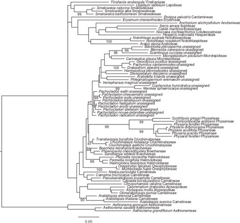 Maximum Likelihood Phylogeny Of Its Showing The Position Of Sequences