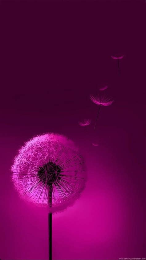 Pink Dandelion Dandelion Dandelions Galaxy Hd Phone Wallpaper Peakpx