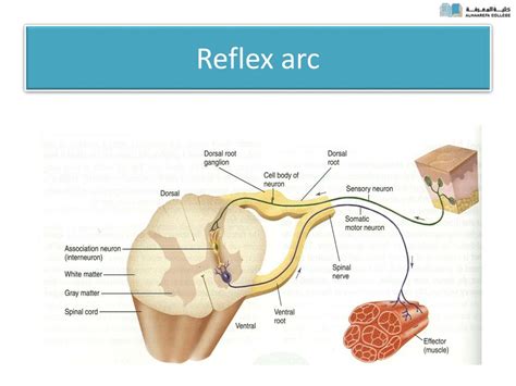 Ppt Spinal Cord Reflexes Powerpoint Presentation Free Download Id