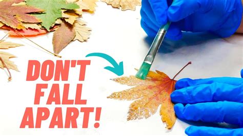 How To Preserve Fall Leaves Learn How To Press Dry And Seal Leaves