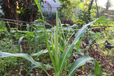 Corn Tree Flowers that Begin To Grow into Fruit.Lush Green Corn Trees in the Garden. Stock Photo ...