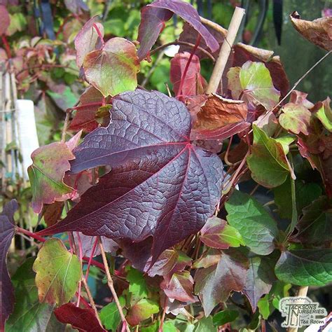 Parthenocissus Tricuspidata Veitchii