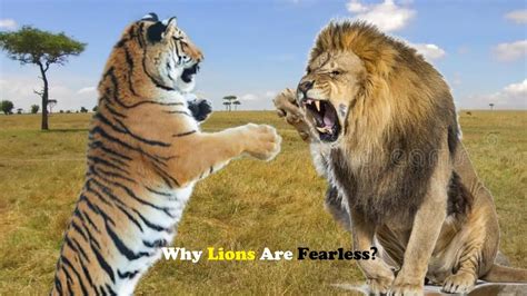 Why Lions Are Fearless Are Lions Really Fearless YouTube