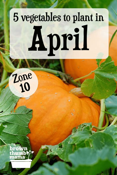 Vegetables To Plant In April Zone Brown Thumb Mama