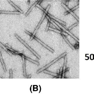 Agro Infiltration Of N Benthamiana With Agrobacterium Culture Eha