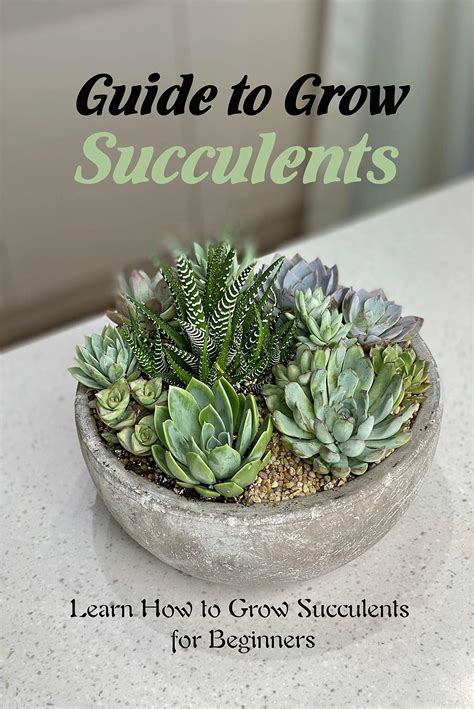 Guide To Grow Succulents Learn How To Grow Succulents For Beginners