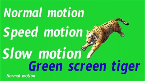 Green Screen Tiger Copyright Free YouTube