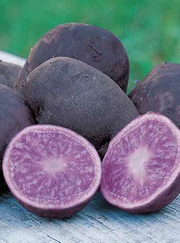 13 of the Best Purple and Blue Potato Varieties | Gardener’s Path