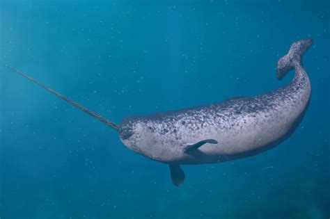 Narwhal Underwater