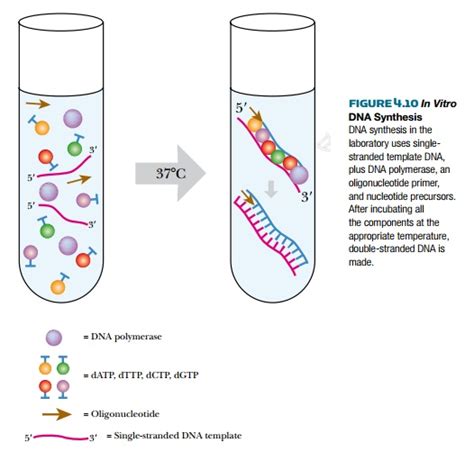 In Vitro Dna Synthesis