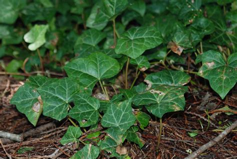 English ivy - Invasive Species Council of British Columbia