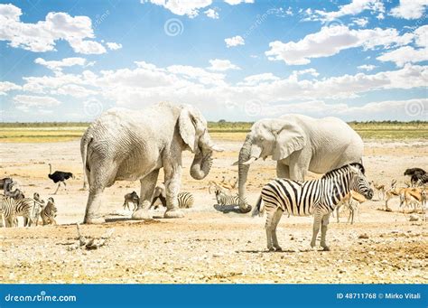 Group of Wild Mixed Animals Relaxing in Etosha Park Stock Photo - Image ...