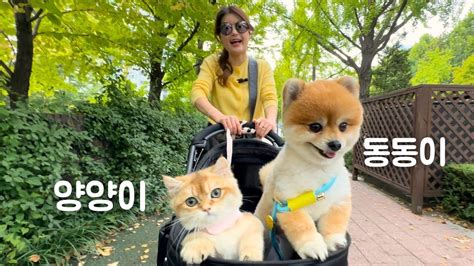 강아지 고양이 두 형제 산책 이야기 Two brothers walking together puppy cat YouTube