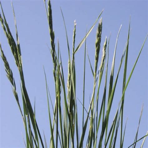 Western Wheatgrass Plant Bamert Seed