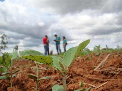 Produtores De Mt Ter O Dias A Mais Para Semeadura Da Soja Em