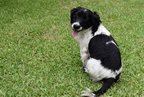 Passo A Passo Como Ensinar Cachorro A Sentar Revista Meu Pet