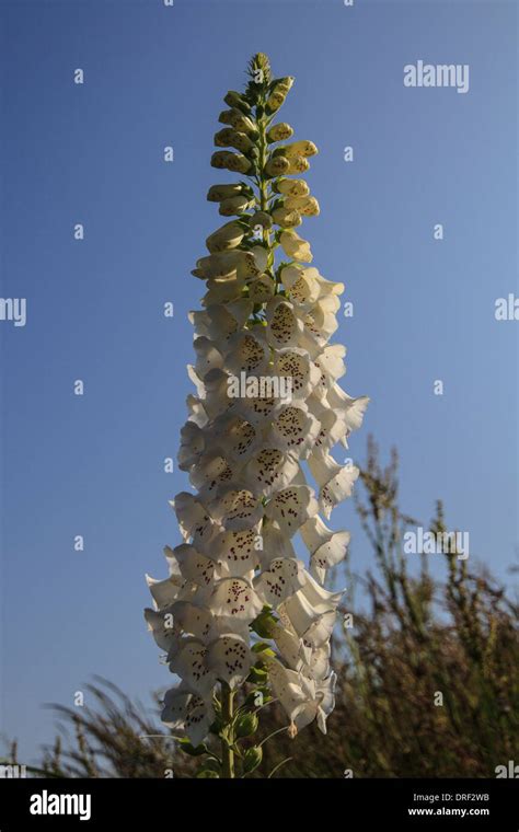 A White Foxglove Digitalis Purpurea Alba Stock Photo Alamy